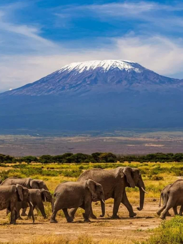 safari tanzânia → Strike Tours Esta imagem descreve uma manada de elefantes, avistada num safari, perto do Kilimanjaro, Tanzânia.