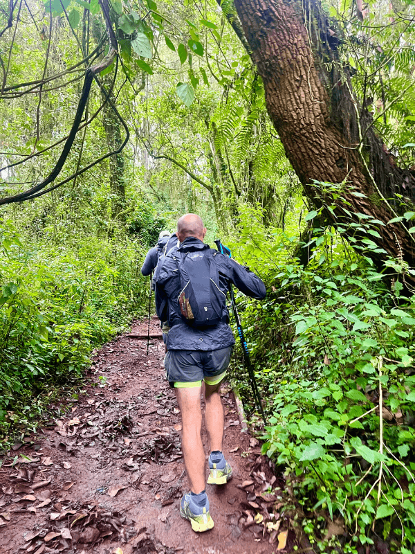trekking Kilimanjaro → Strike Tours A imagem demonstra um homem a praticar trekking numa floresta do Kilimanjaro, na Tanzânia.