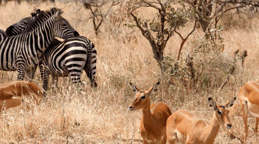 Trekking Kilimanjaro: Safari